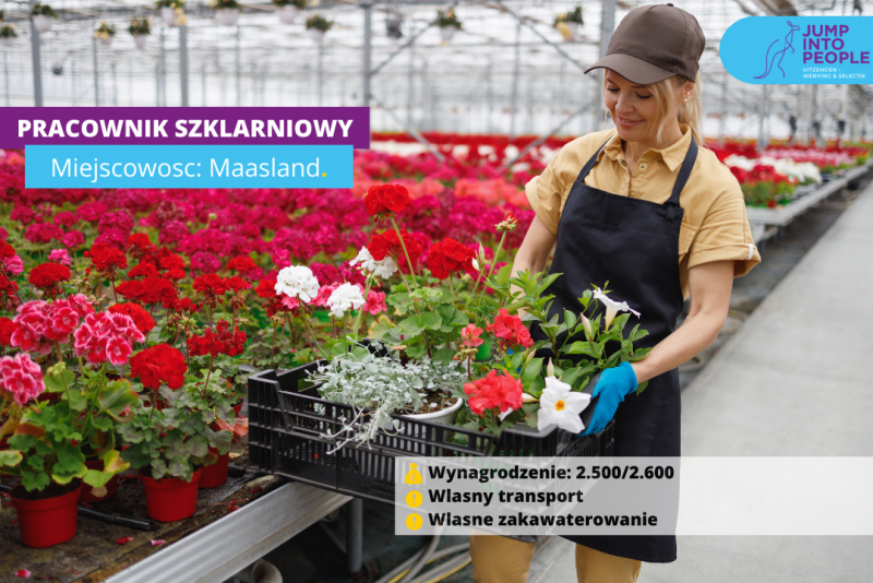 PRACA PRZY KWIATACH DONICZKOWYCH W MAASLANF OD 6 MAJA