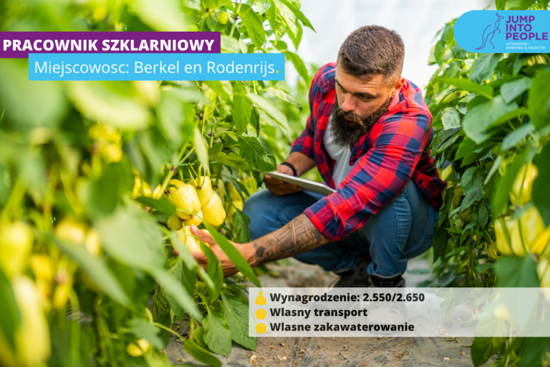 PRACA PRZY SCINCE PAPRYKI W BERKEL EN RODENRIJS OD 6 MAJA!