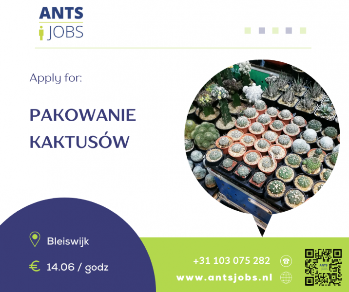 PRACOWNIK SZKLARNI Z KAKTUSAMI W BLEISWIJK  !!