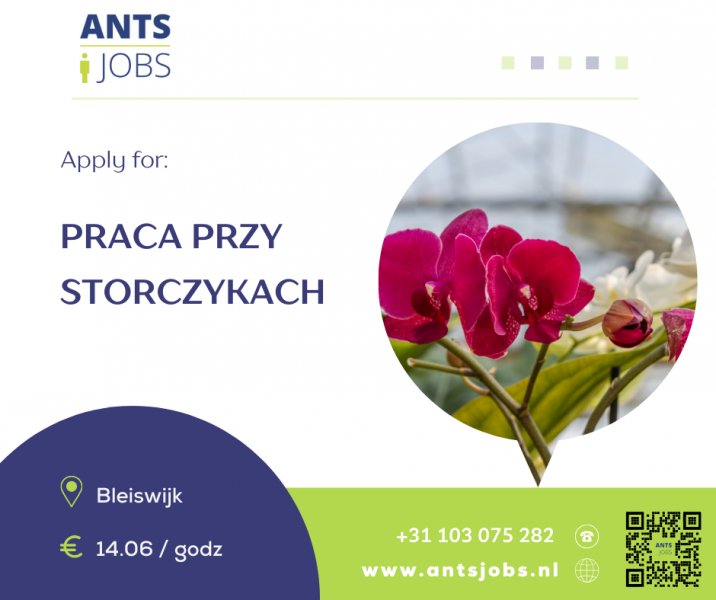 !!PRACA PRZY STORCZYKACH !!BLEISWIJK!!