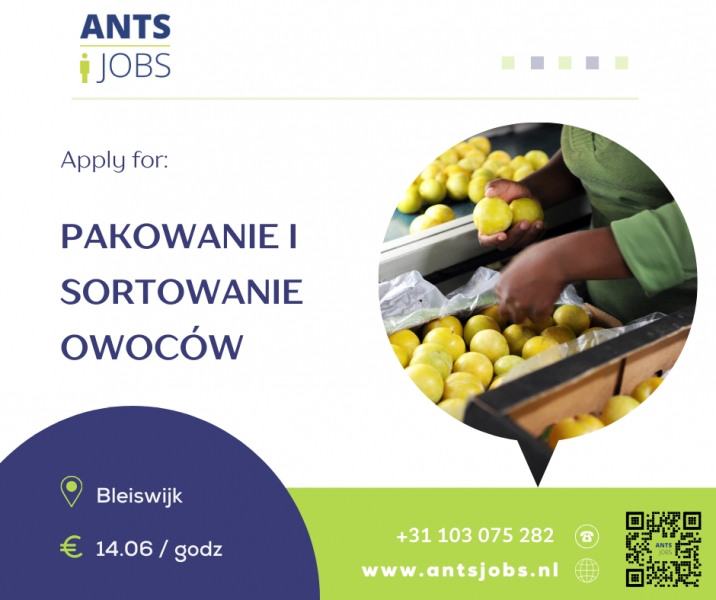 !! PAKOWANIE OWOCÓW !! PRACA!! BLEISWIJK!!