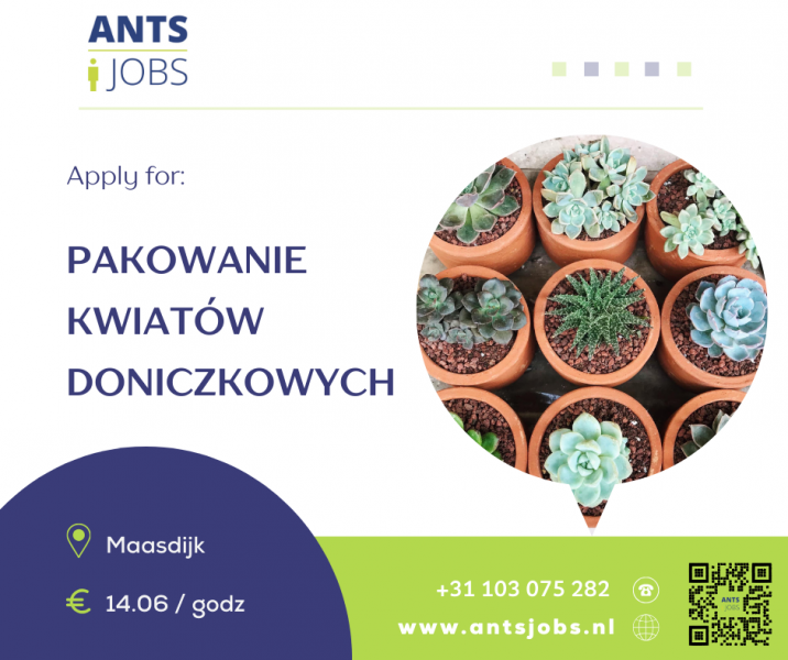 !! PRACA PRZY KWIATACH DONICZKOWYCH !! MAASDIJK !! PRACA CAŁOROCZNA !!
