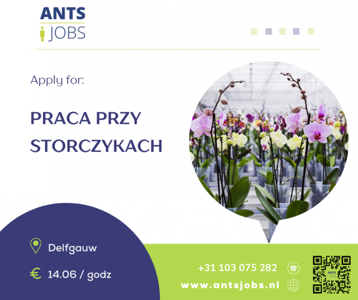 !!PRACA NA STORCZYKACH !! DELFGAUW!! WŁASNY TRANSPORT LUB PRAWO JAZDY !!