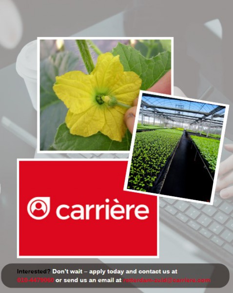 Greenhouse Job  Pollination Work - stawka €16.07/godz. - Bergschenhoek