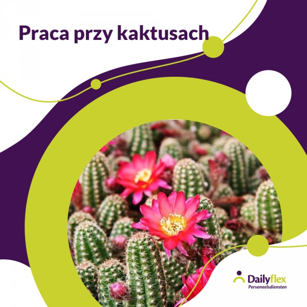 Praca przy kaktusach - stawka 14,40/godz. - Bleiswijk