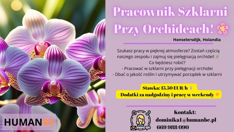 prace przy orchideach