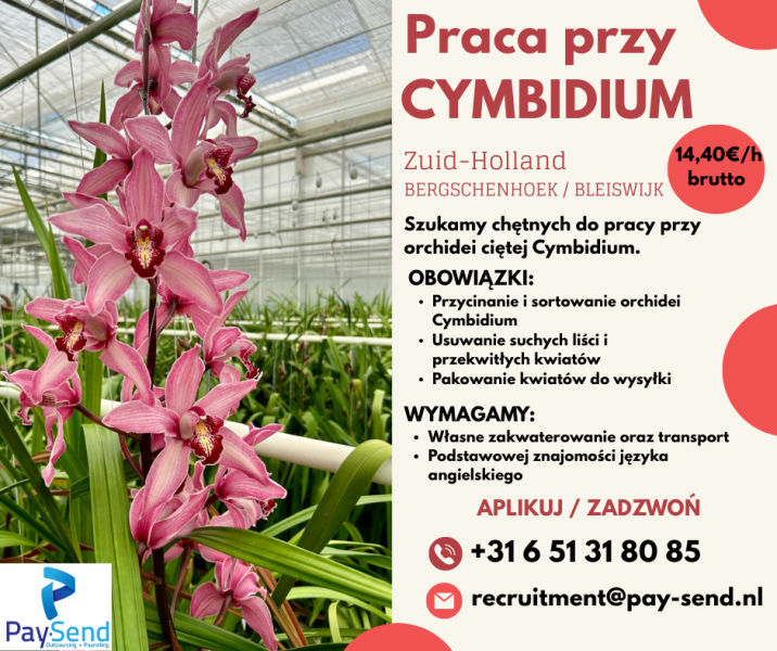 ✅PRACA SZKLARNIOWA ✅ORCHIDEA CIĘTA ✅CYMBIDIUM ✅BERGSCHENHOEK ✅BLEISWIJK
