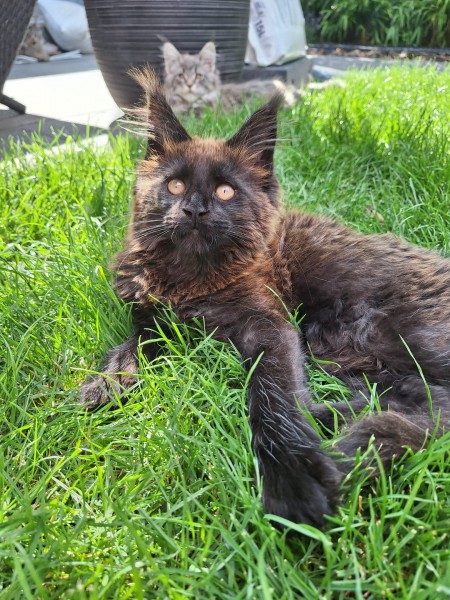 Rodowodowe Maine Coon  gotowe do pokochania!