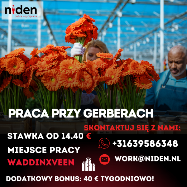 Praca przy gerberach  Waddinxveen - 14,40