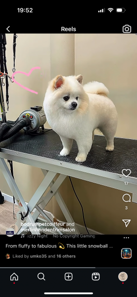 Salon strzyżenia psów - Merlin Hondentrimsalon