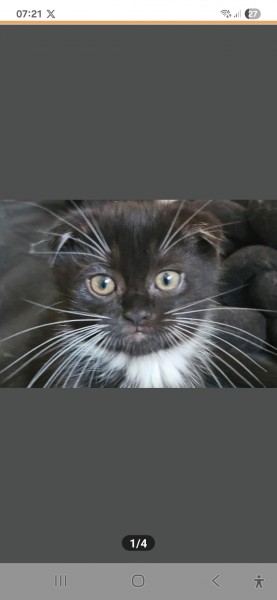 British langharig- Scottish fold mix