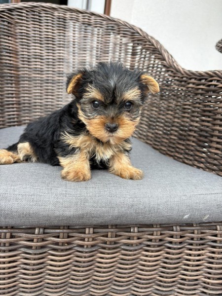 Yorkshire Terrier śliczne szczeniaki - paszport, metryka i wyprawka