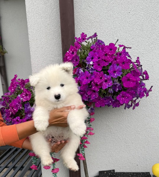 Szczenięta SAMOYED ZKWP FCI
