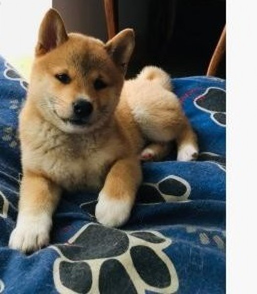 Szczeniaki Shiba Inu Nu