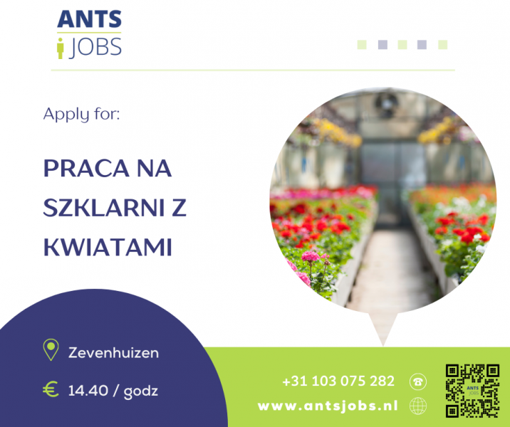 !! PRACOWNIK SZKLARNI Z PLANTAMI !!ZEVENHUIZEN !!