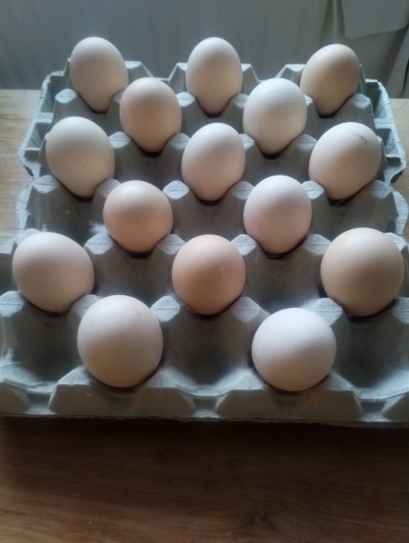 ŚWIEŻE JAJA XL z dwoma żółtkami w środku!/Hoogeveen