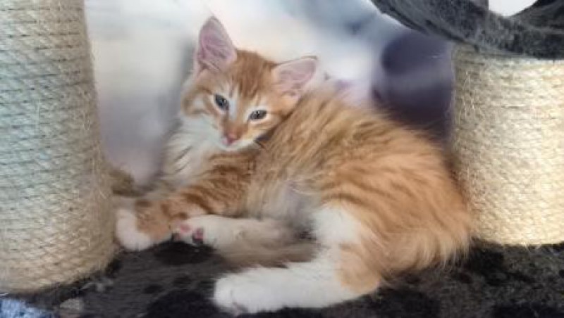 Kocięta leśne w wieku 11 tygodni