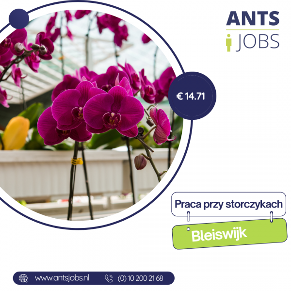 !! PRACA PRZY STORCZYKACH   !!  BLEISWIK !!