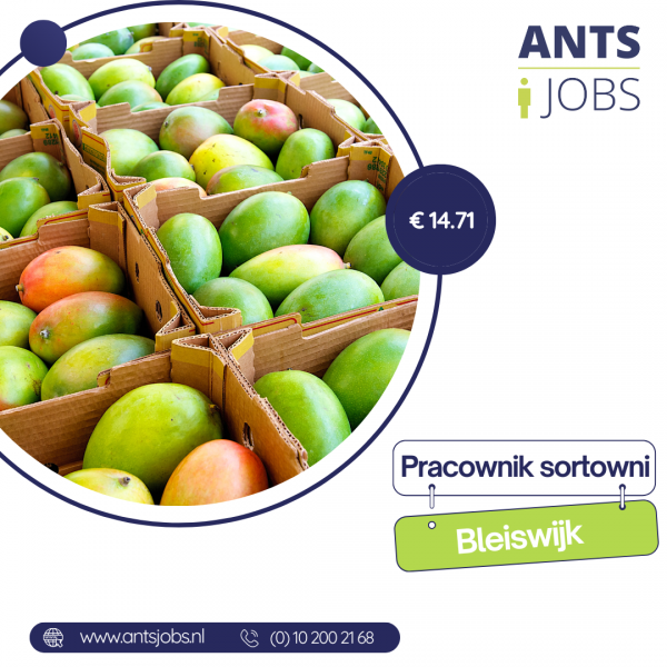 !! PRACA NA SORTOWNI OWOWCÓW I WARZYW !! BLEISWIJK !!