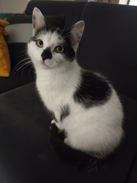 2 młode kotki szukają dobrego domu, najlepiej wspólnego, ale mogą też iść osobno. €0,-