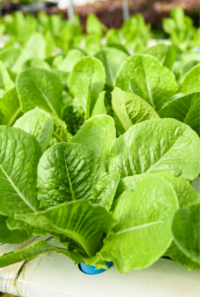 Pracownik zajmujący się pielęgnacją upraw w dziale sałaty - stawka €16,50/godz.