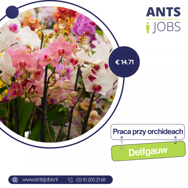 !! PRACA PRZY STORCZYKACH Z DOŚWIADCZENIEM  !!  DELFGAUW !!