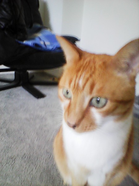 Lekcje holenderskiego dla Polaków przez messengera