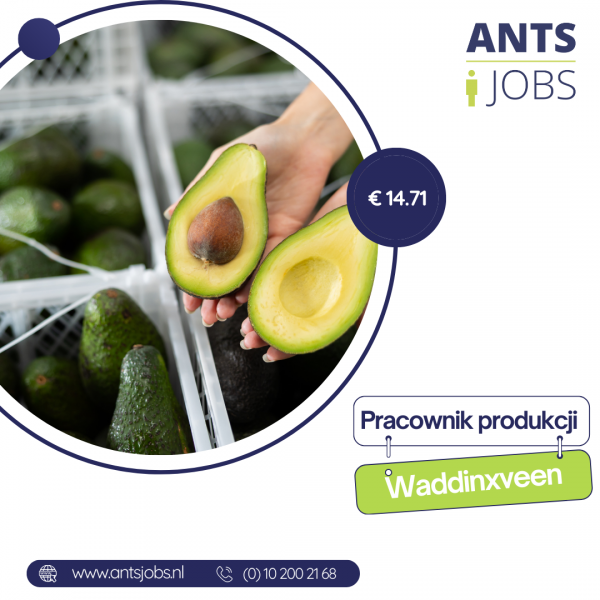 !! PRACOWNIK SORTOWNI OWOCÓW I WARZYW !! WADDINXVEEN !! stawka €14,71/godz. + dodatki