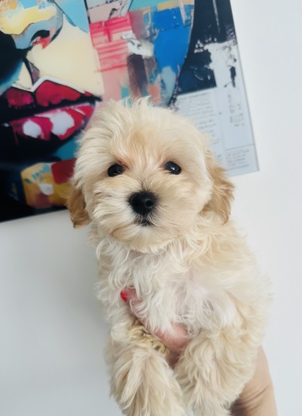 Sliczne Maltipoo urodzone w Holandii,juz do odbioru