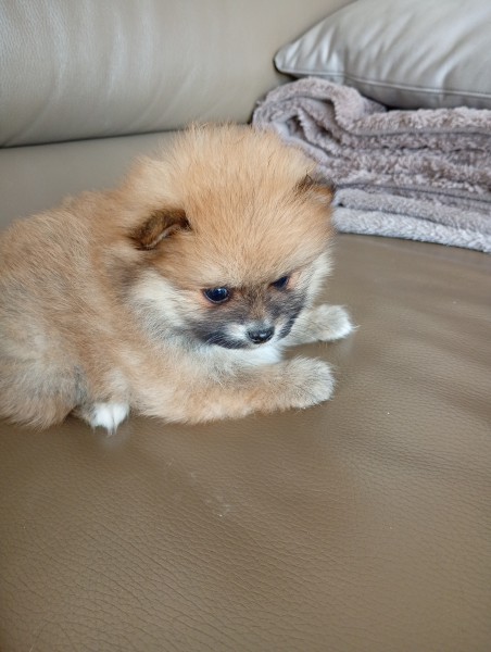 Szpic Pomeranian typ BOO - śliczne szczeniaki paszport, metryka i wyprawka