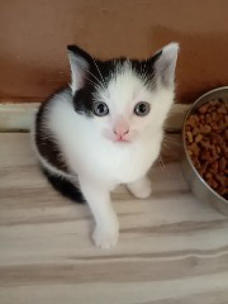 Kotki