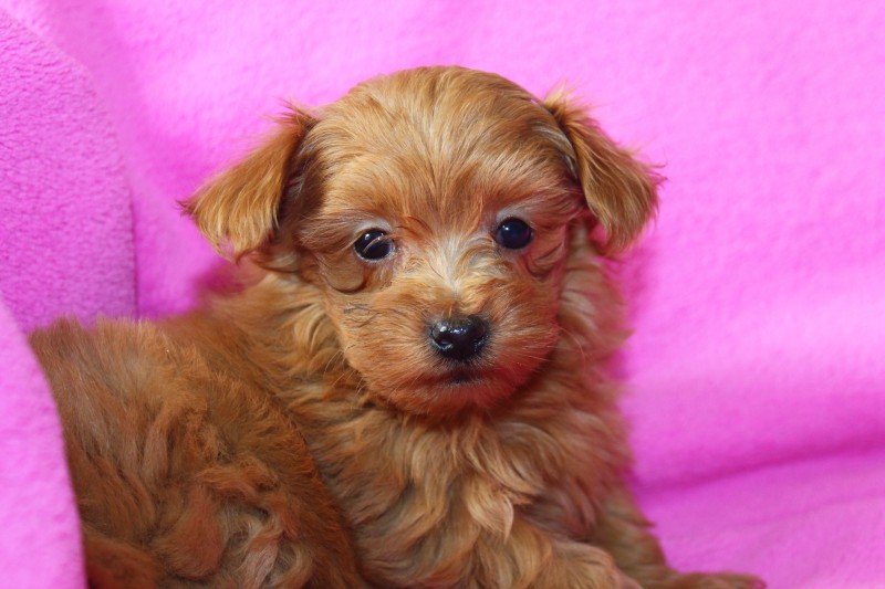 Maltipoo F1B śliczna mini suczka - certyfikat, paszport i wyprawka