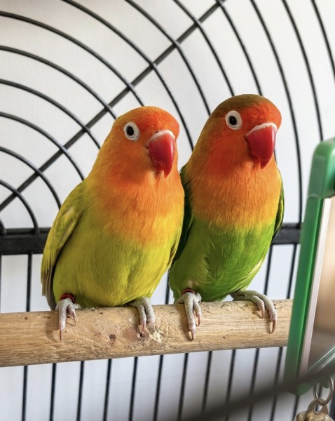 Sprzedam papużki nierozłączki wraz z klatką