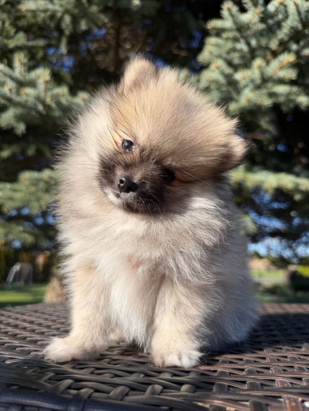 Szpic Pomeranian typ BOO śliczna mini suczka certyfikat, paszport i wyprawka