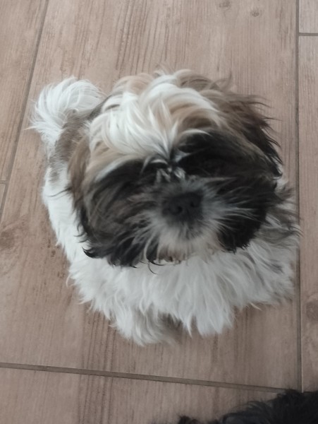 Odchowana sunia Shih tzu
