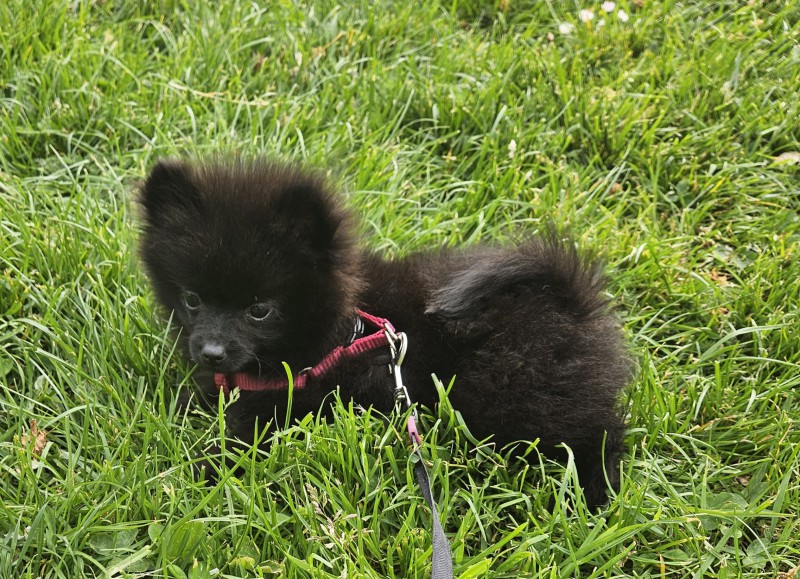 Sprzedam Szpic miniaturowy Pomerian