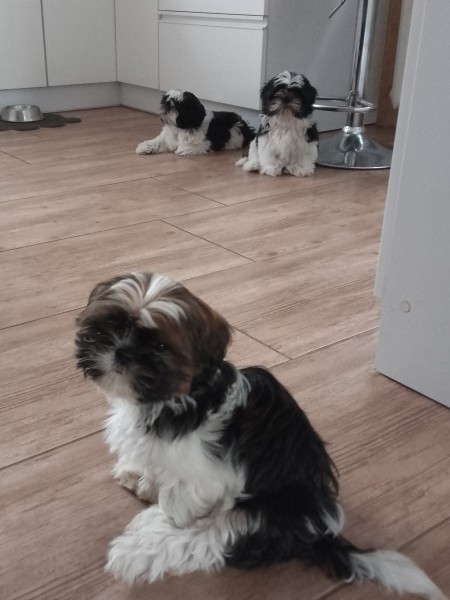 Urocze szczenięta Shih tzu️