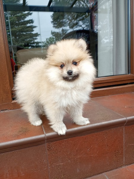 Szpic Pomeranian typ BOO - śliczny piesek paszport, metryka i wyprawka