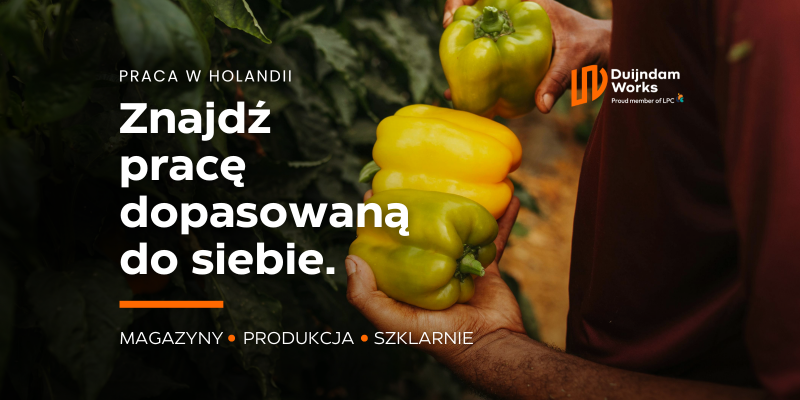 Praca przy uprawie papryki / Poeldijk / OD ZARAZ