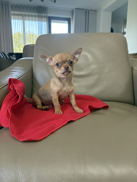 Chihuahua śliczny mini piesek - metryka, paszport i wyprawka