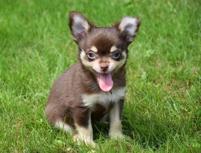Kupię pieska lub suczke rasy chihuahua