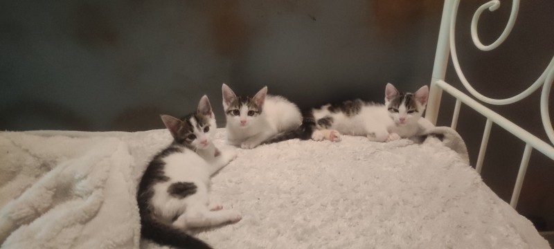 Miau Miau