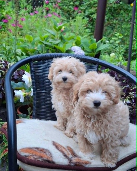 Piesek i Suczka Maltipoo Den Haag