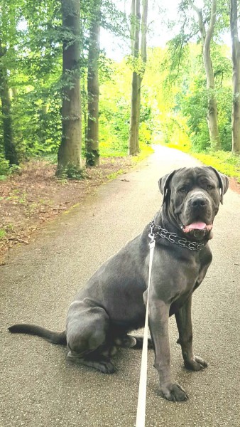 3 letni cane corso do adopcji