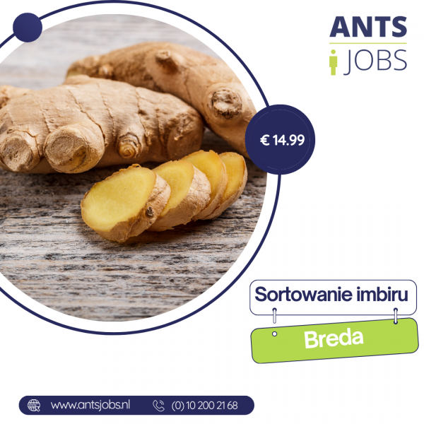 !! SORTOWANIE IMBIRU !! BREDA !! WŁASNE ZAKWATEROWANIE I TRANSPORT !!