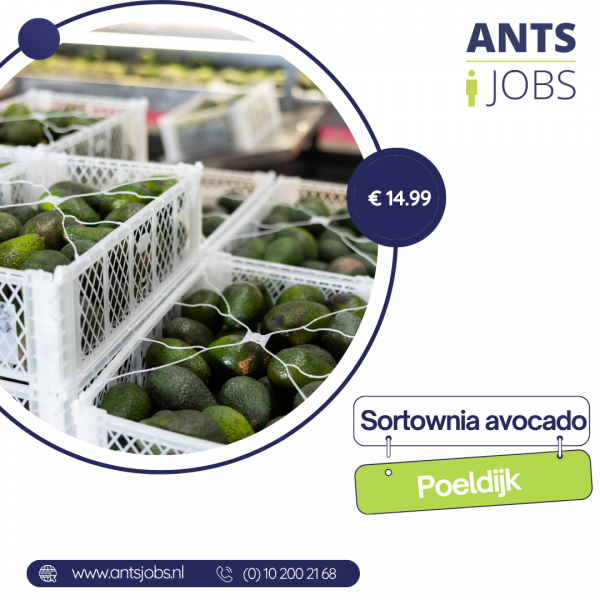 !! SORTOWANIE I PAKOWANIE AVOCADO !! POELDIJK !!