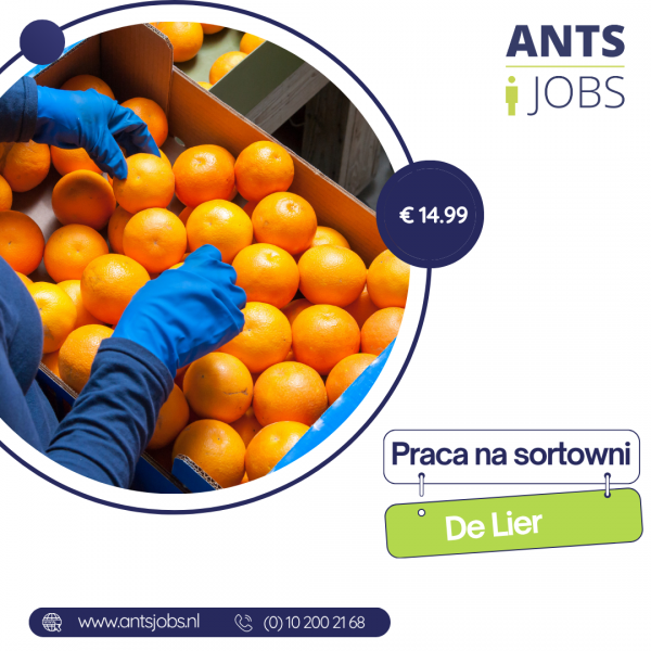 !! SORTOWANIE I PAKOWANIE OWOCÓW I WARZYW !! DE LIER !!