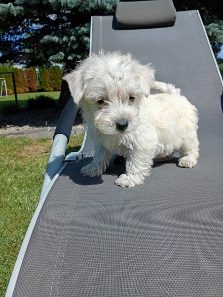 Westipoo hybryda Westa i Pudla Toy - paszport, wyprawka, certyfikat pochodzenia