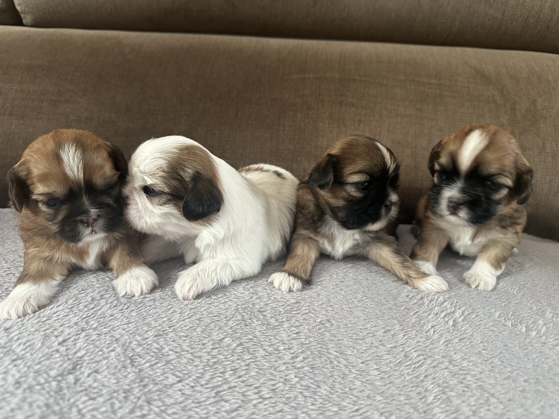 Szczeniaczki Shih tzu