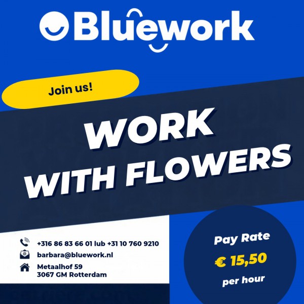 FLOWER SORTING & MACHINE OPERATION - DE LIER - stawka €15.50/h